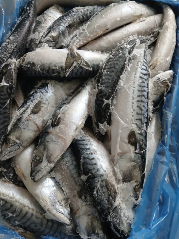 Mackerel Fish